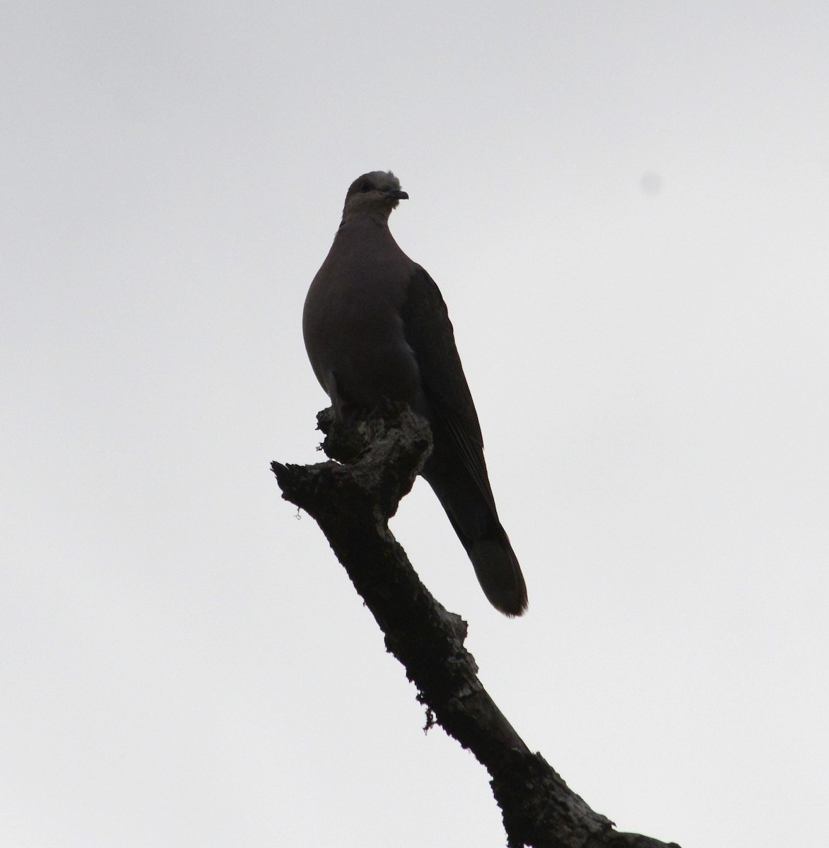 Red-eyed Dove - Bertina K