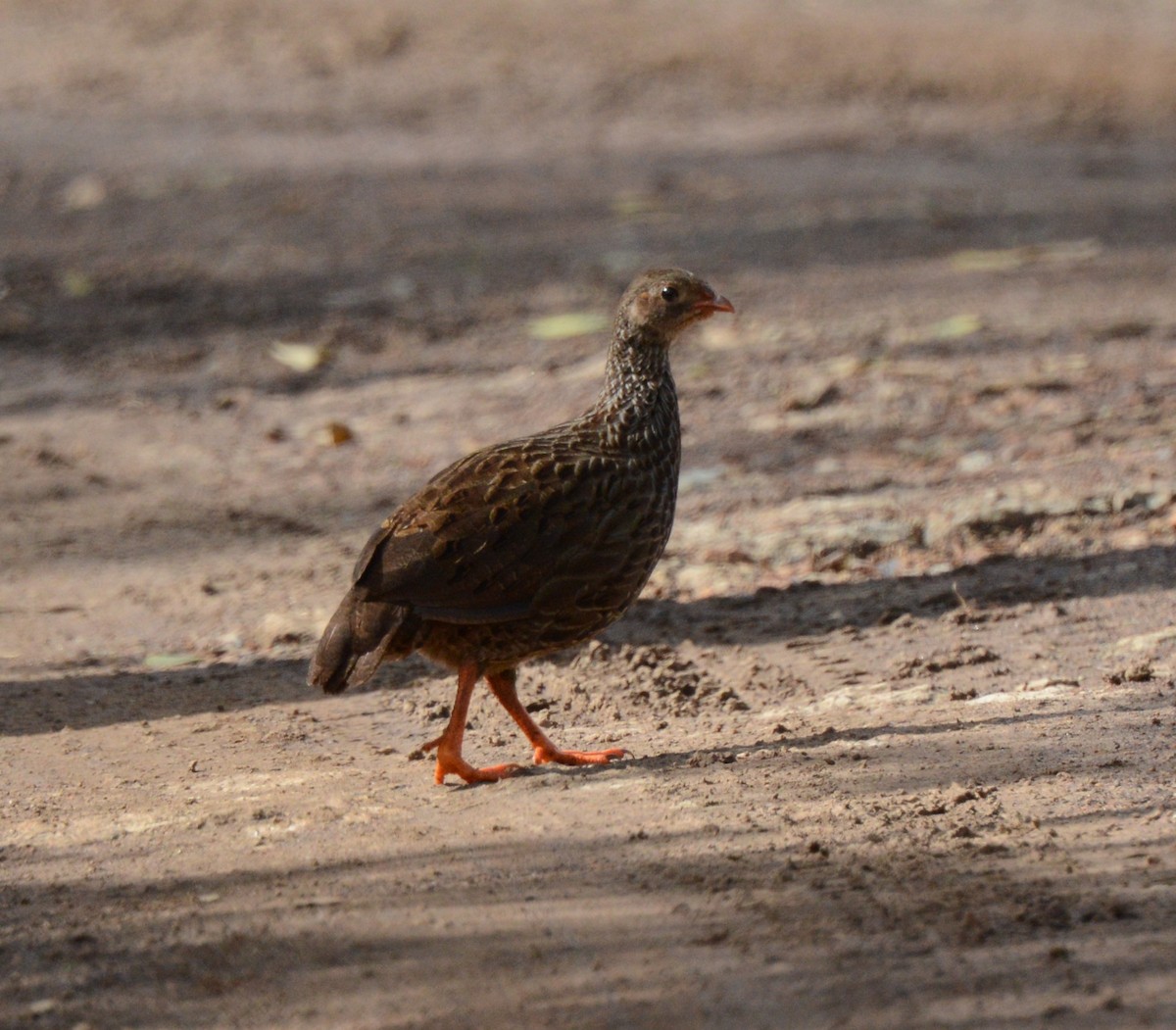 Scaly Spurfowl - ML611624651