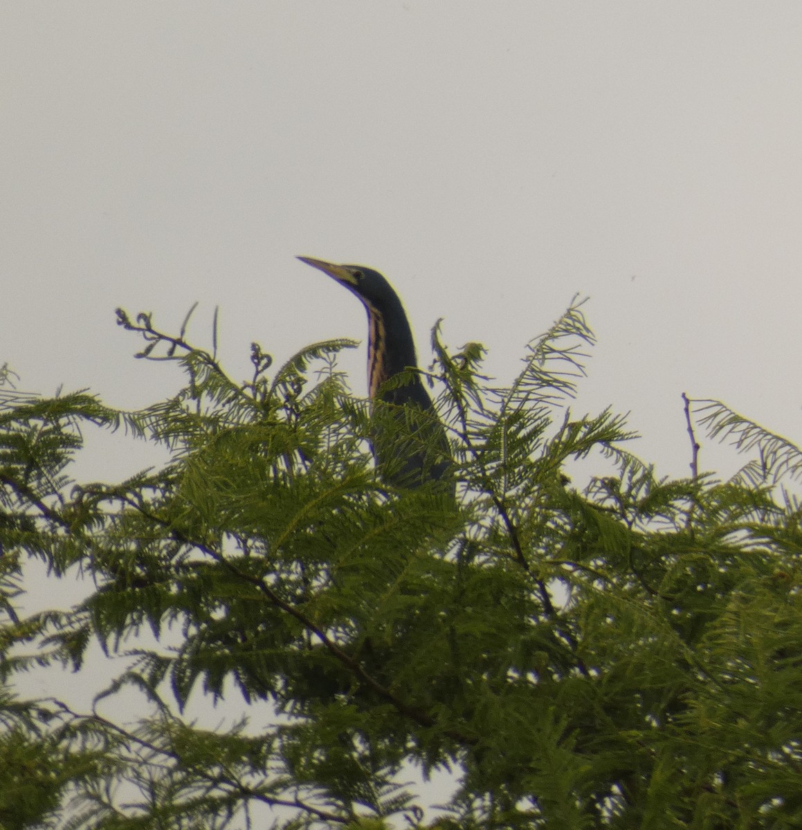 Dwarf Bittern - ML611624704