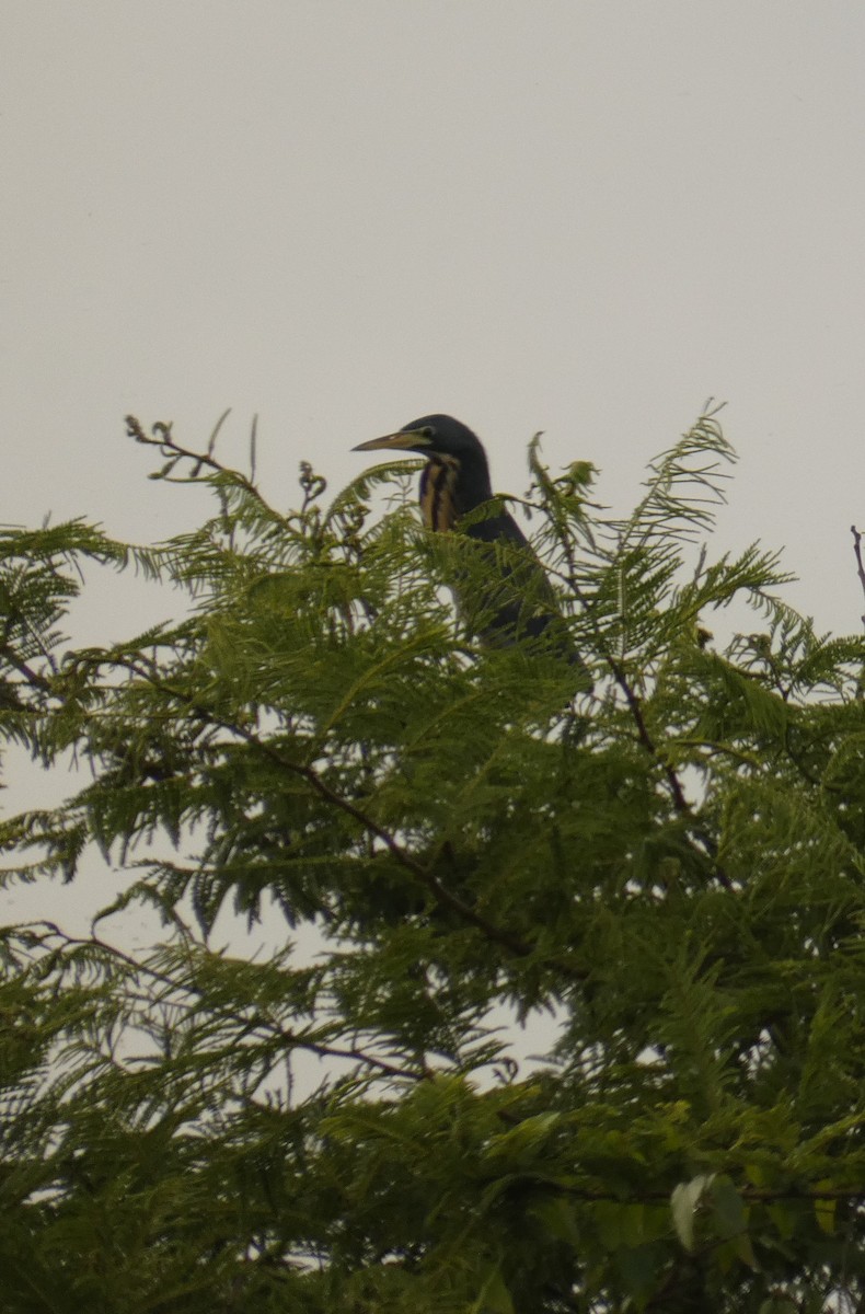 Dwarf Bittern - ML611624705