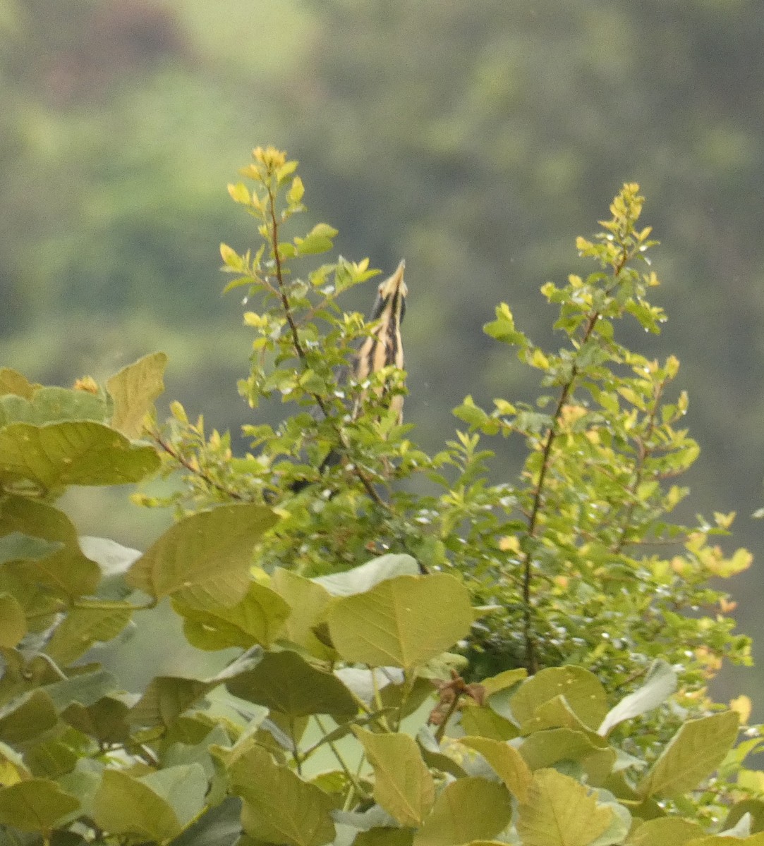 Dwarf Bittern - Simon Mahood