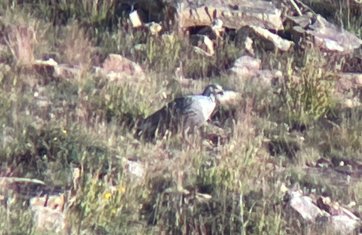 Himalayan Snowcock - ML611624836