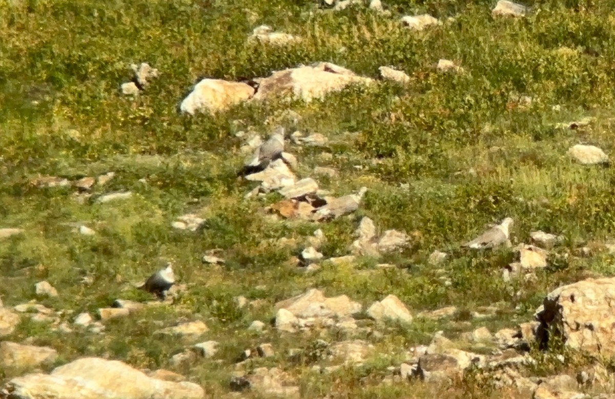 Himalayan Snowcock - ML611624845