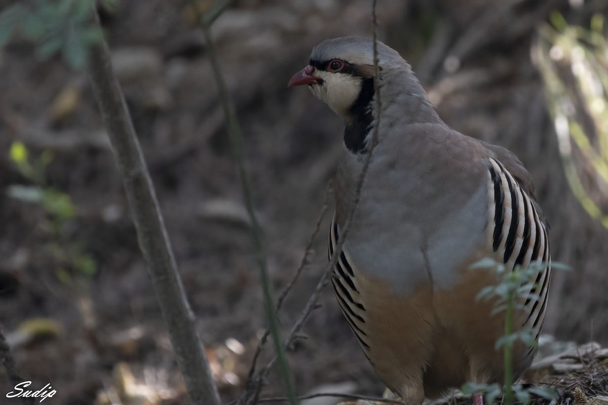 Chukar - ML611624922