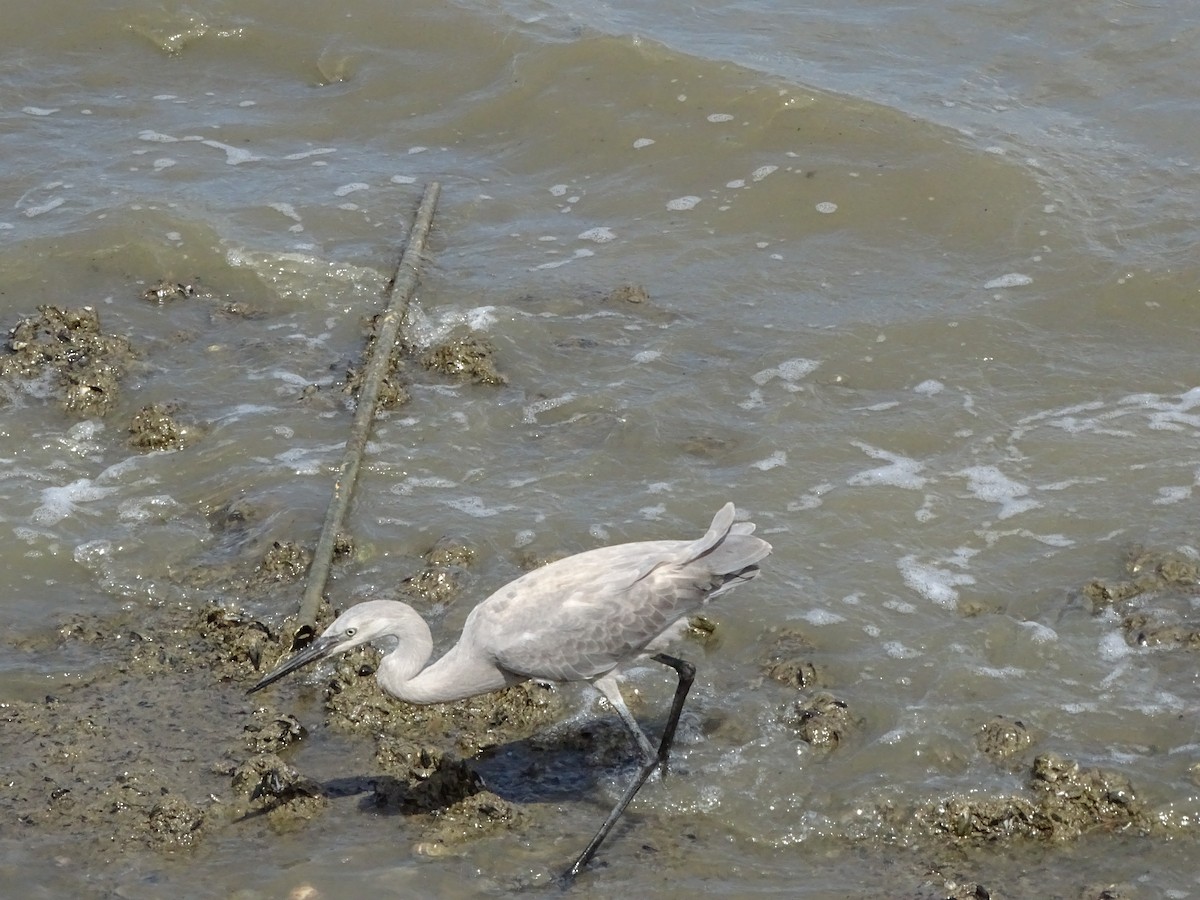 Reddish Egret - ML611625163
