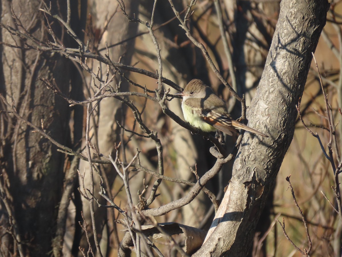 Ash-throated Flycatcher - Christopher Hinkle