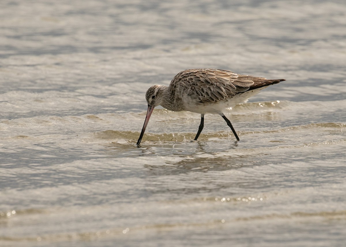 Bar-tailed Godwit - ML611625398