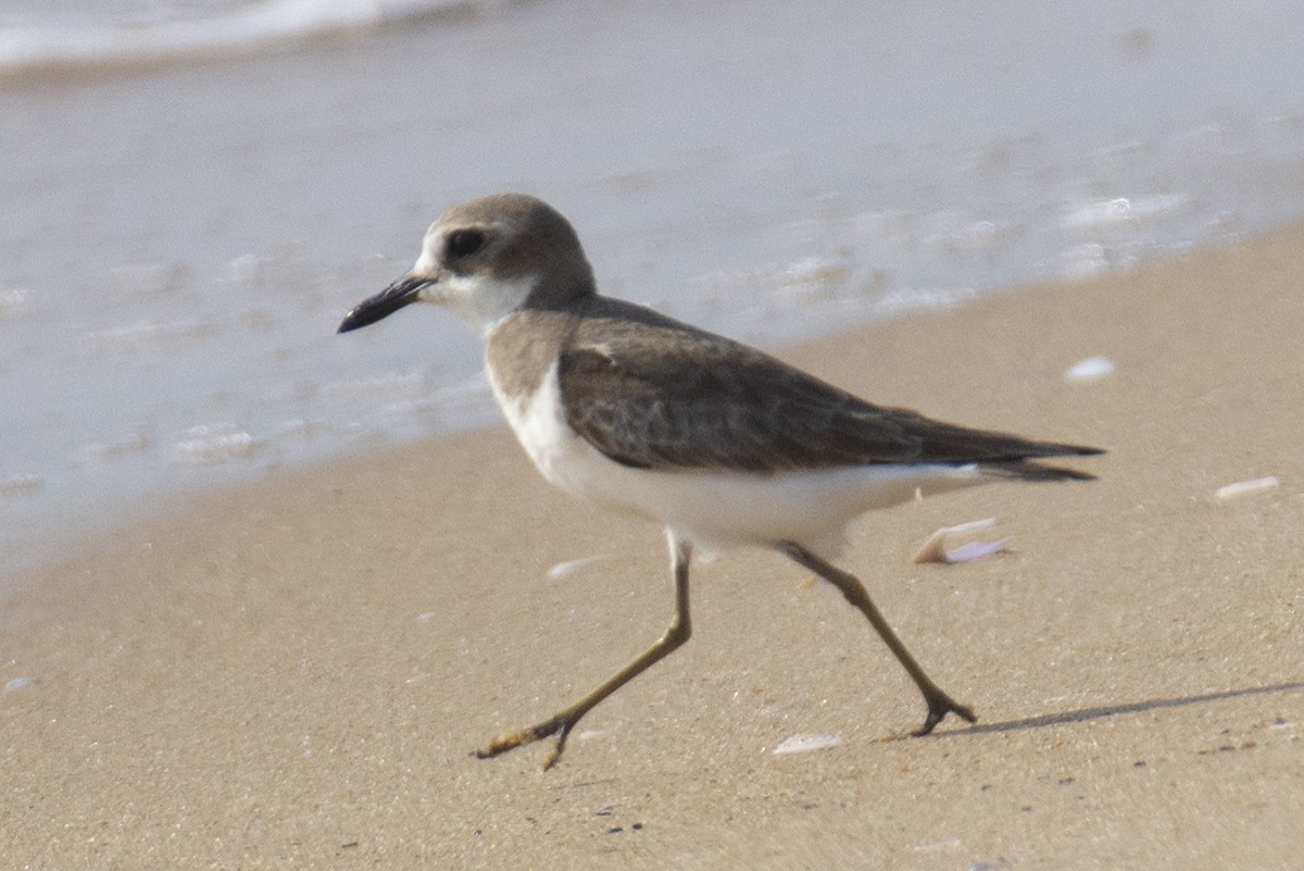 Greater Sand-Plover - ML611625496