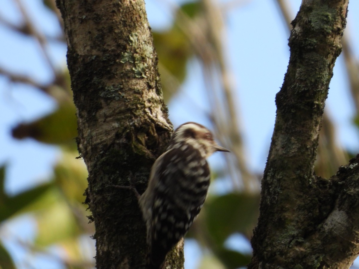 Brown-capped Pygmy Woodpecker - Krishnamoorthy Raju