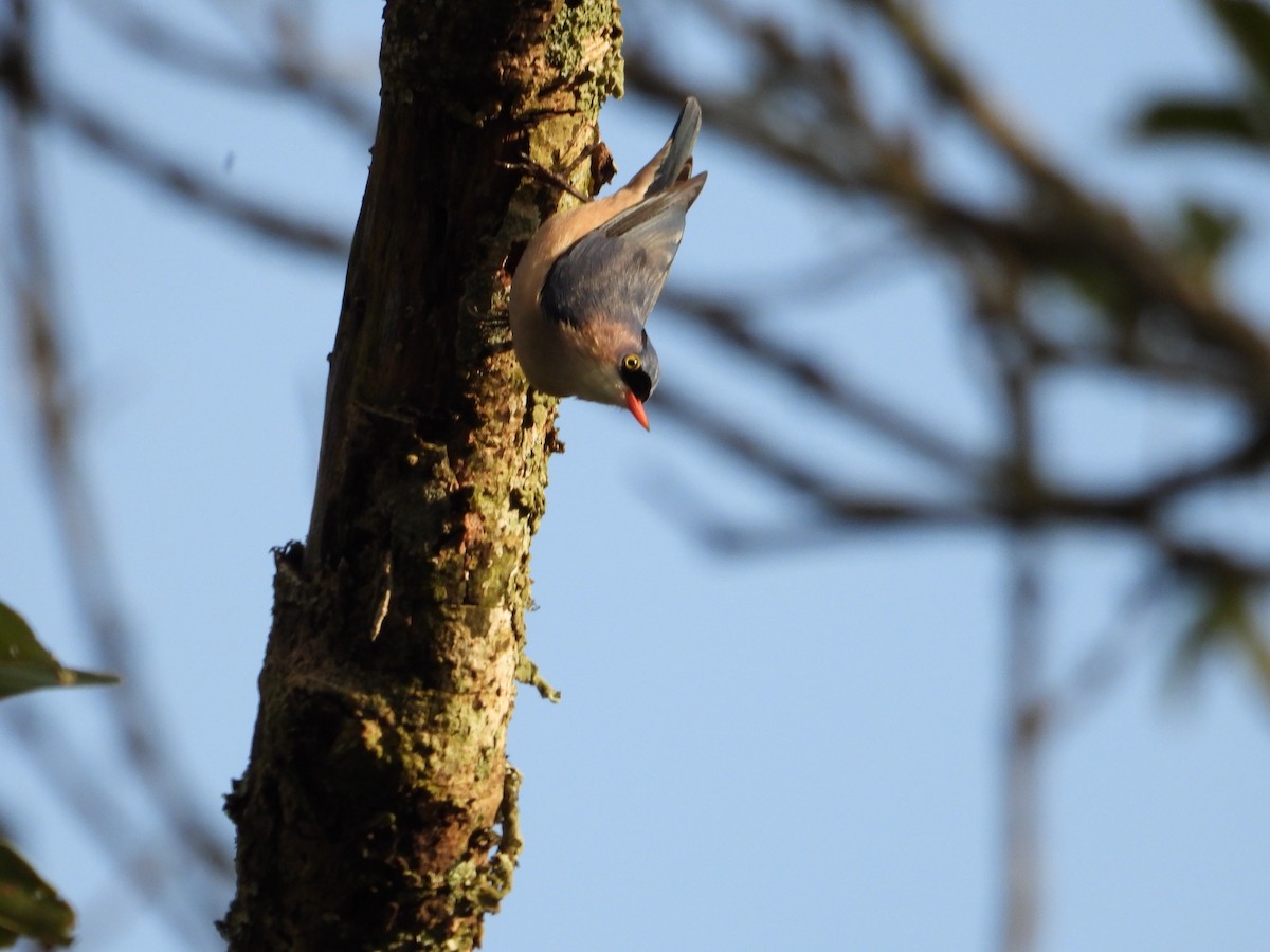 Velvet-fronted Nuthatch - Krishnamoorthy Raju