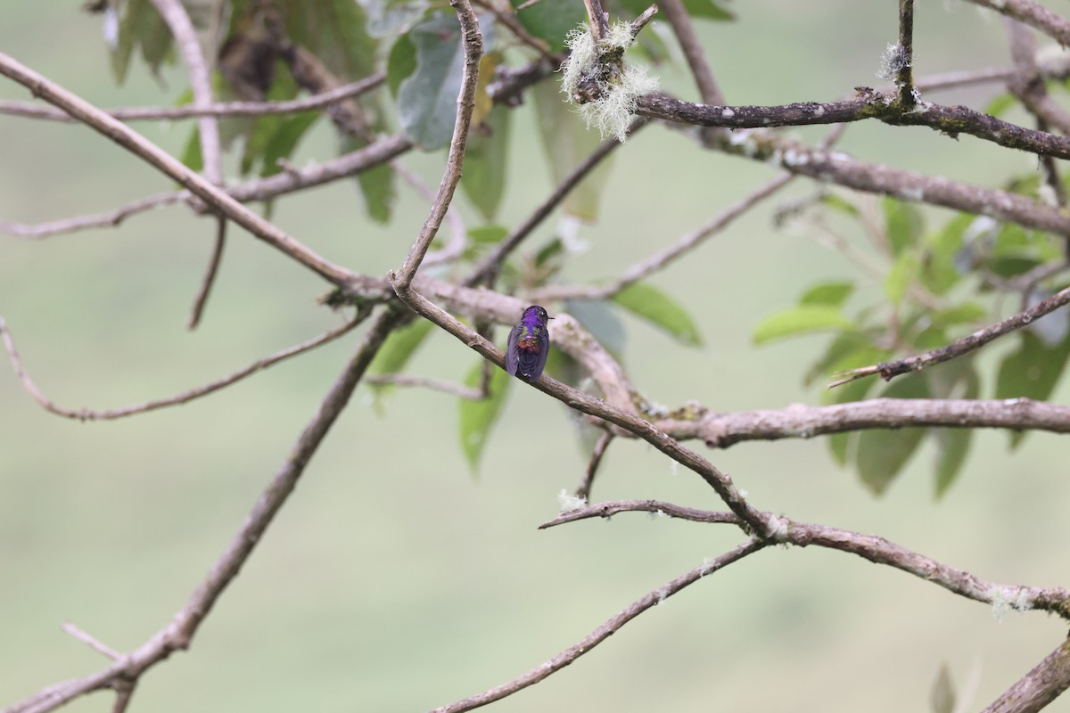 Purple-backed Thornbill - ML611625604