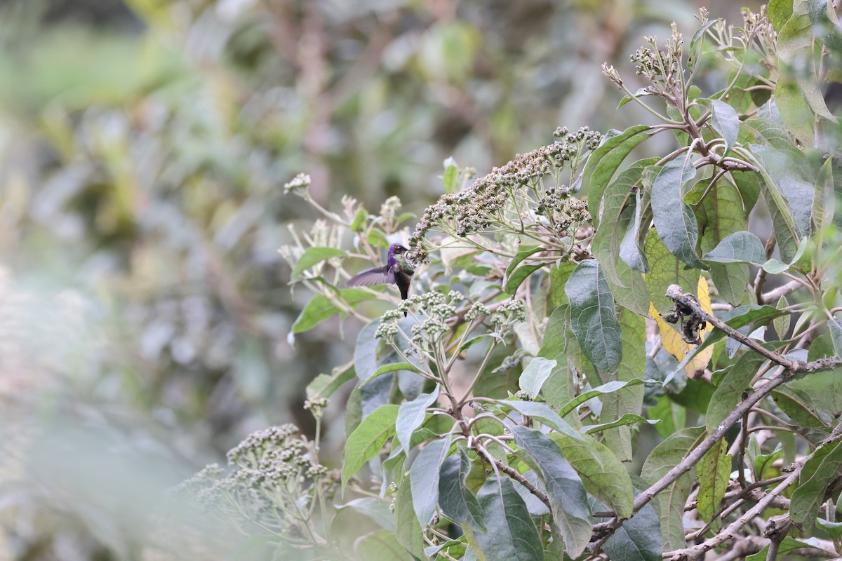 Purple-backed Thornbill - ML611625610