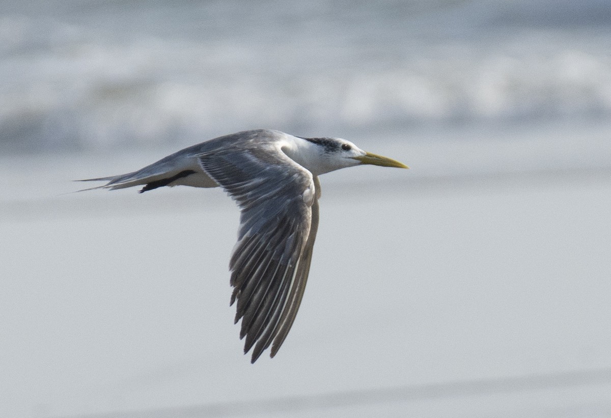 Great Crested Tern - ML611625615