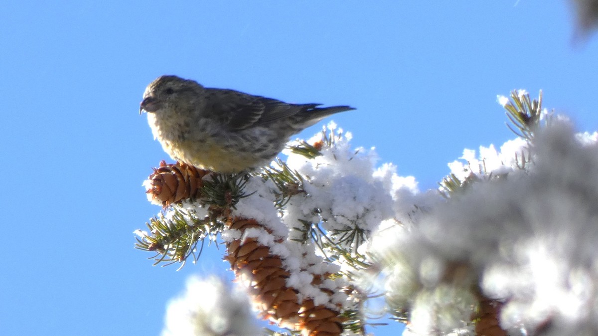 Red Crossbill - ML611625780