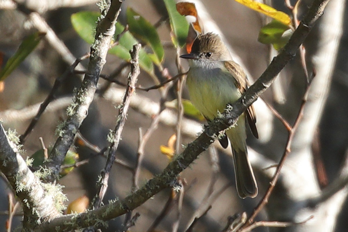 Dusky-capped Flycatcher - ML611625791