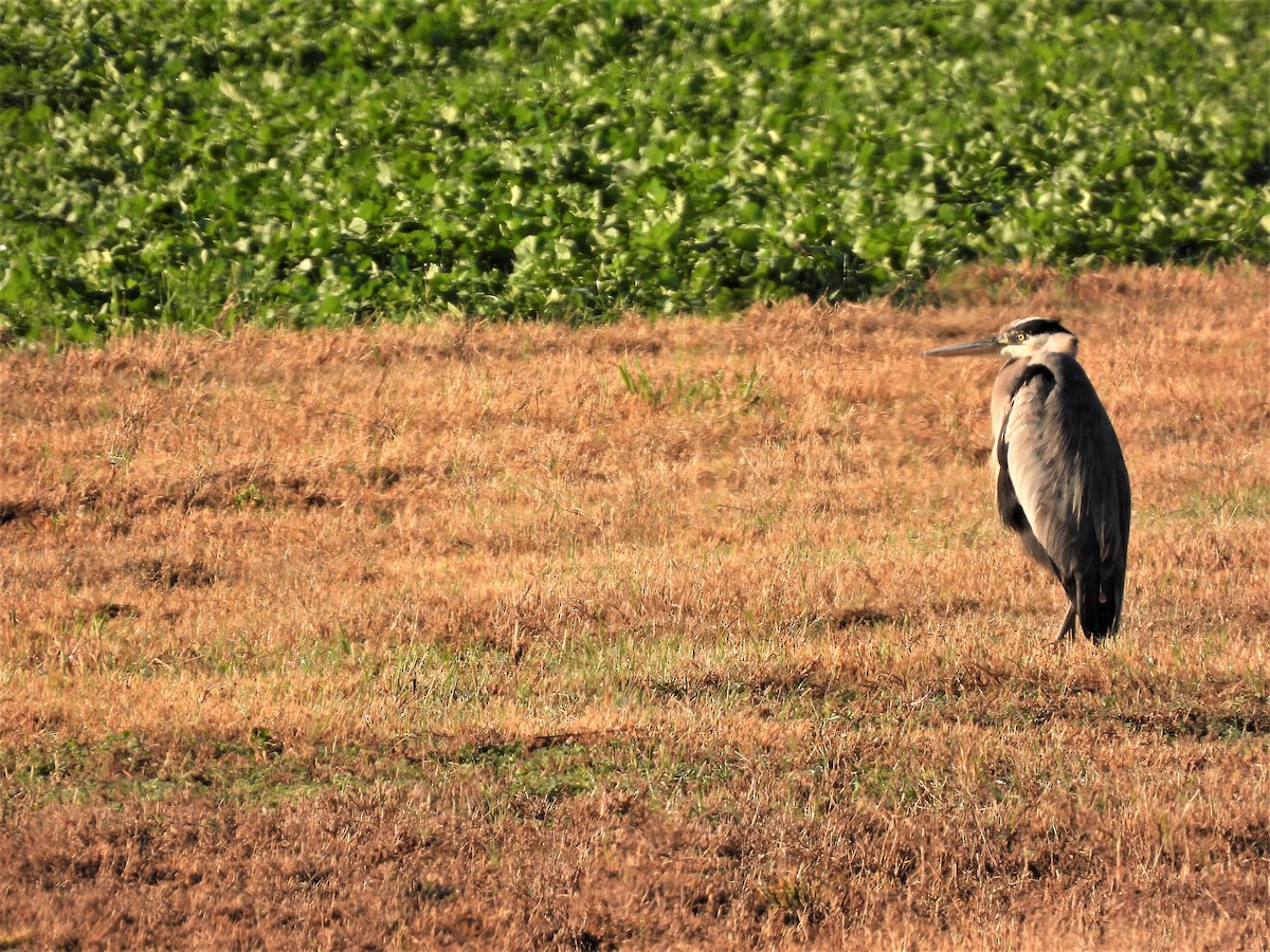 Great Blue Heron - ML611625847