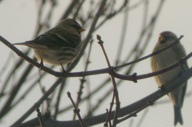 Common Redpoll - ML61162601