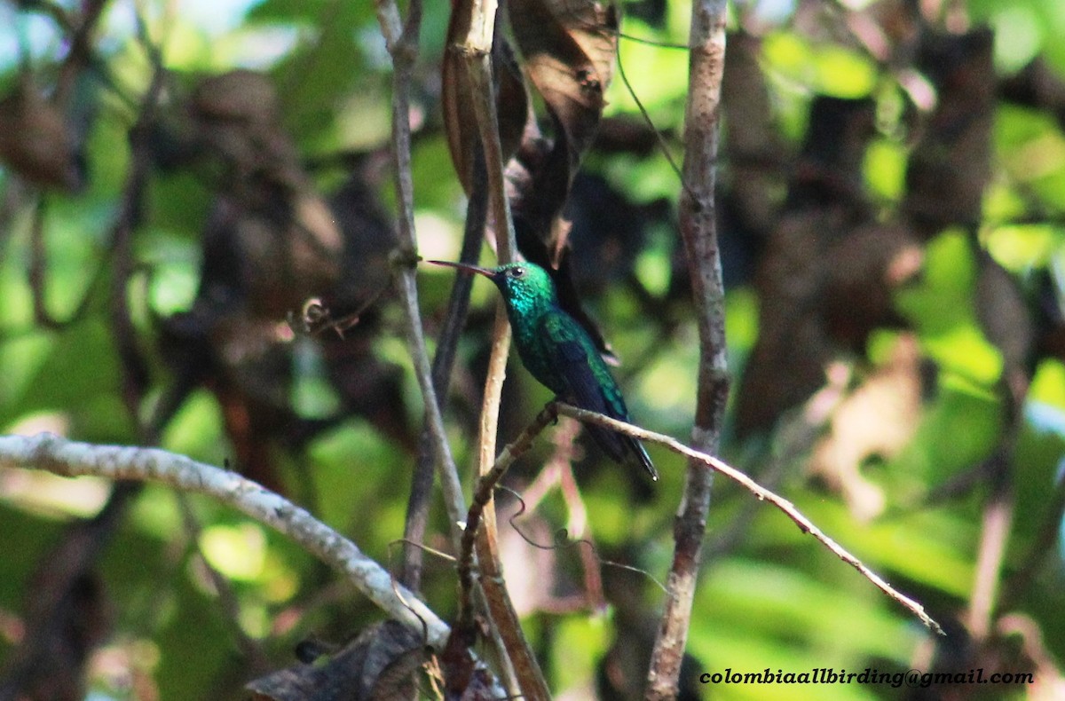 kolibřík modrobradý - ML611626083