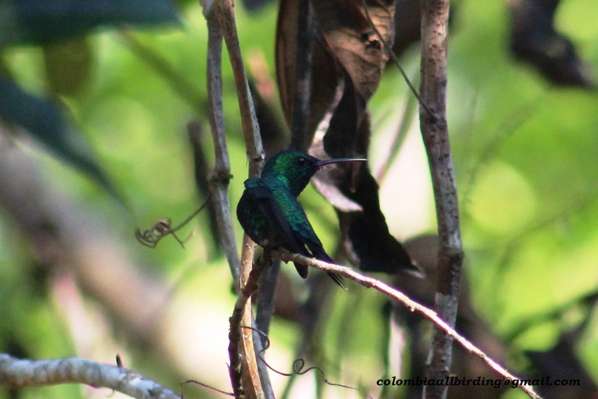 Blue-chinned Sapphire - ML611626085