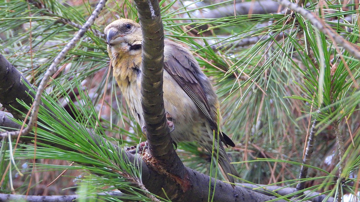 Red Crossbill - ML611626235