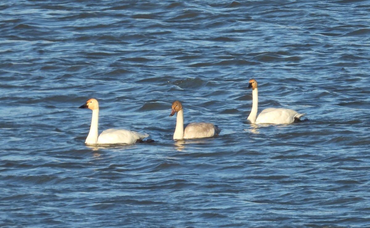 Tundra Swan - ML611626365