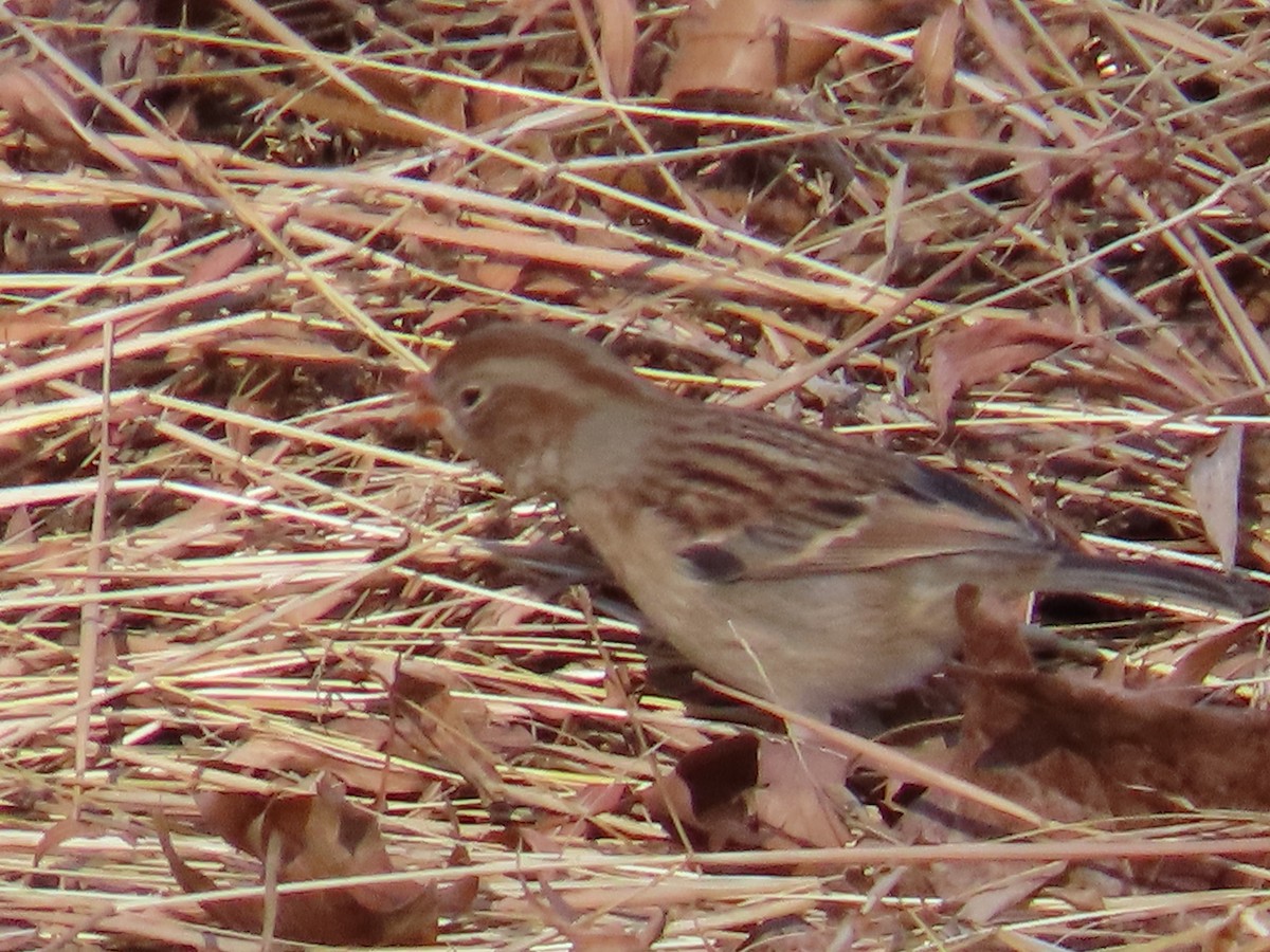 Field Sparrow - ML611626426