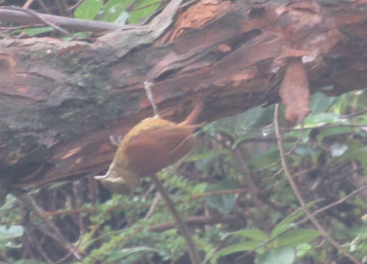 Ruddy Treerunner - ML611626483