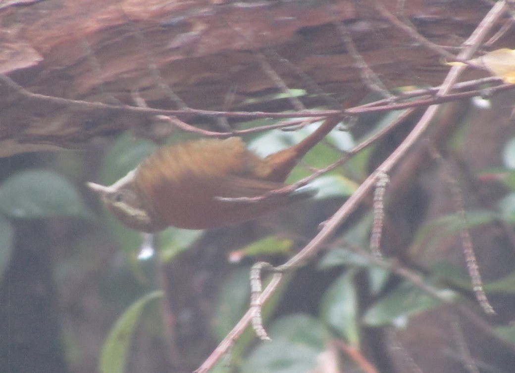 Ruddy Treerunner - ML611626484