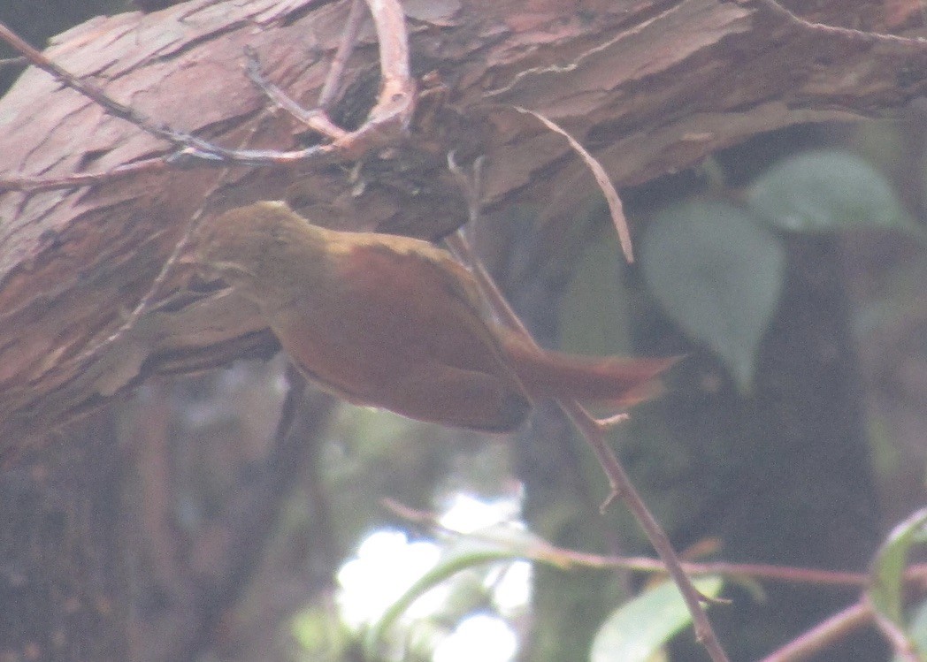 Ruddy Treerunner - ML611626485