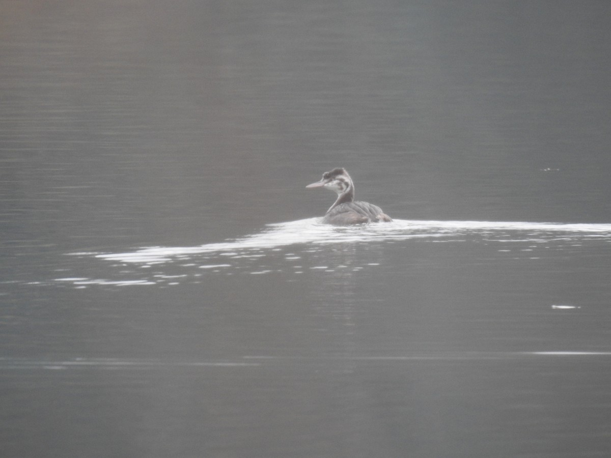 Great Crested Grebe - ML611626512