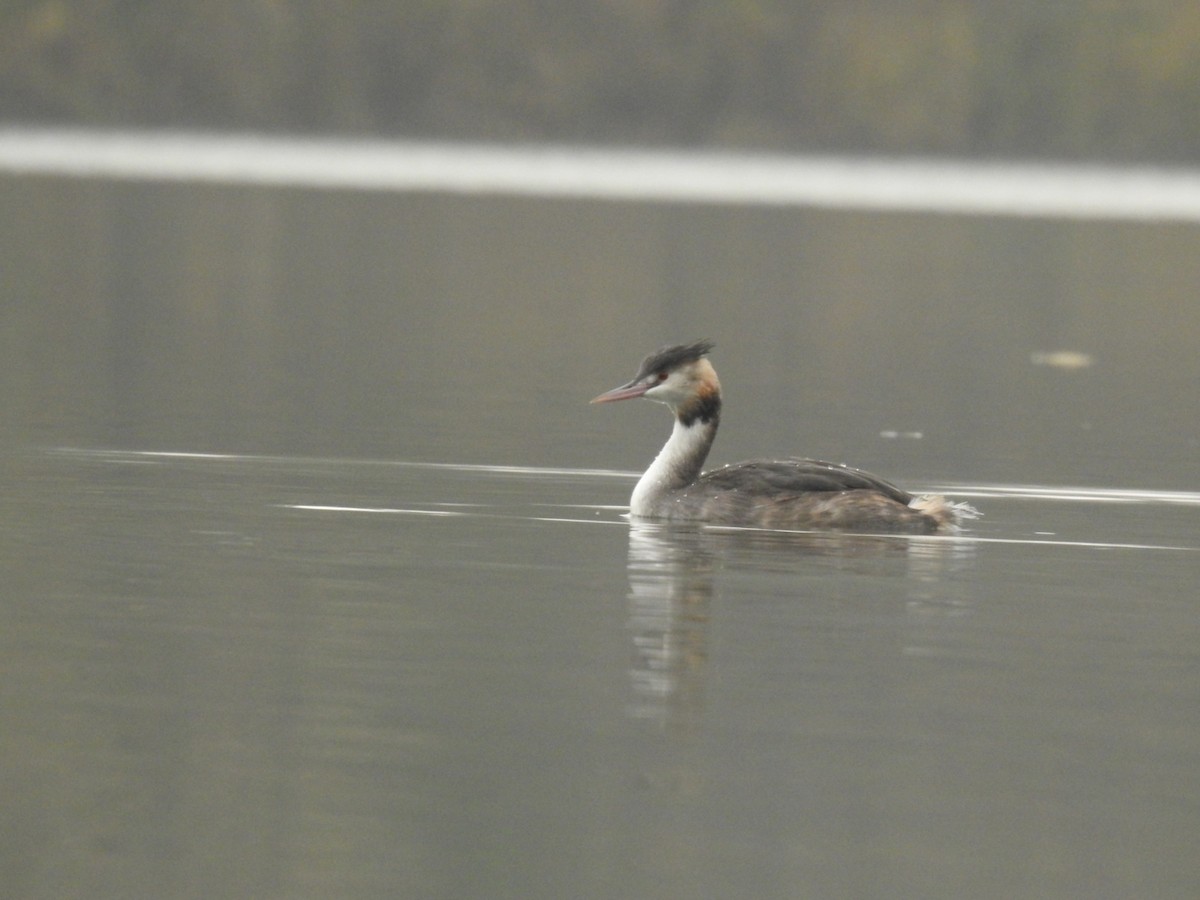 Great Crested Grebe - ML611626513