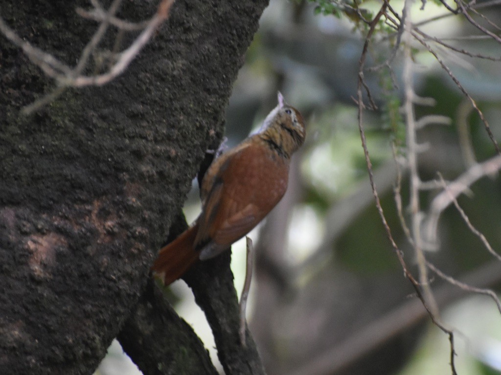 Ruddy Treerunner - ML611626594