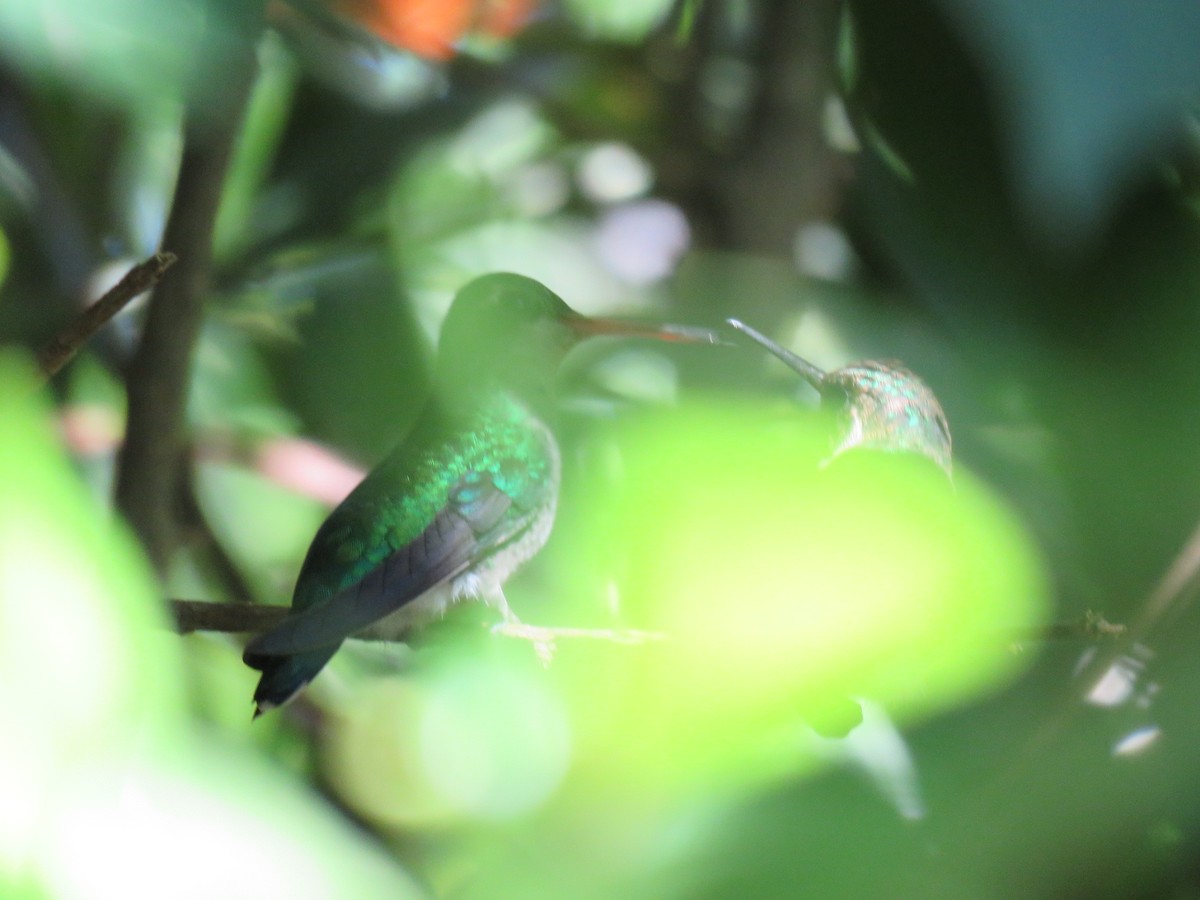 Glittering-bellied Emerald - Alejandra Da Costa