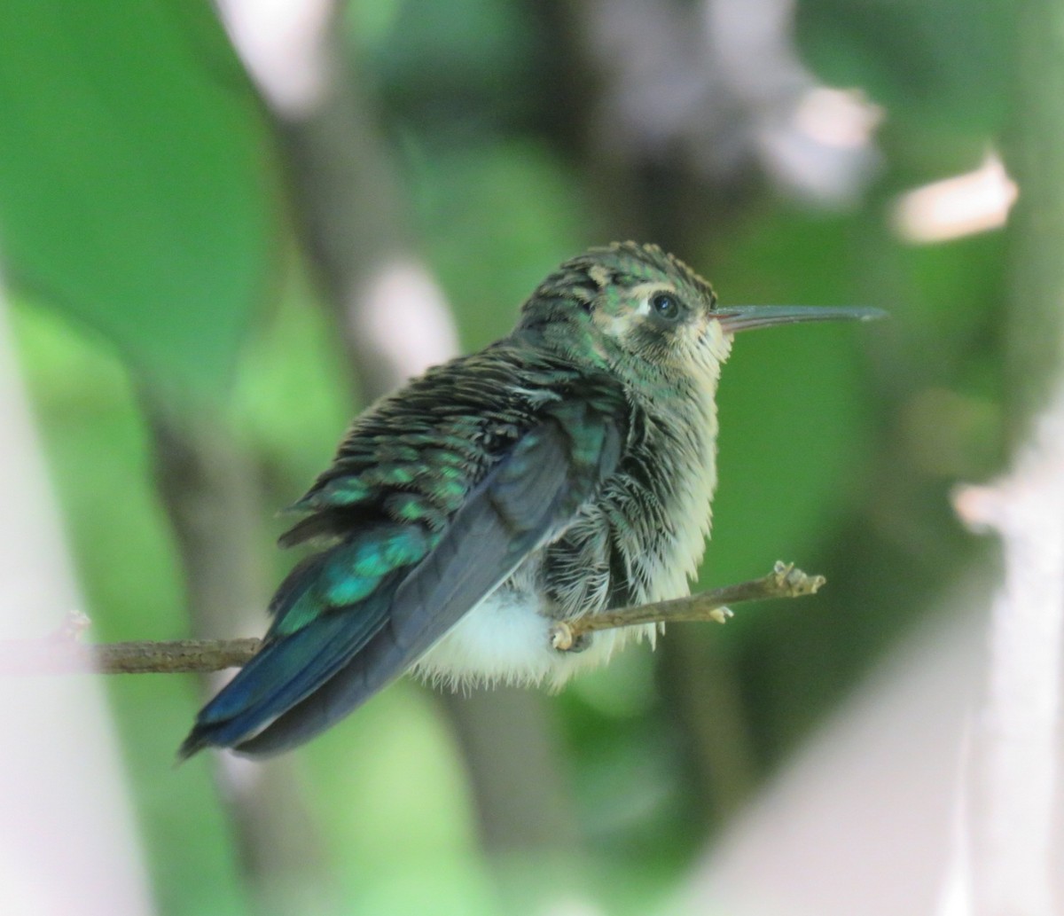 Glittering-bellied Emerald - Alejandra Da Costa