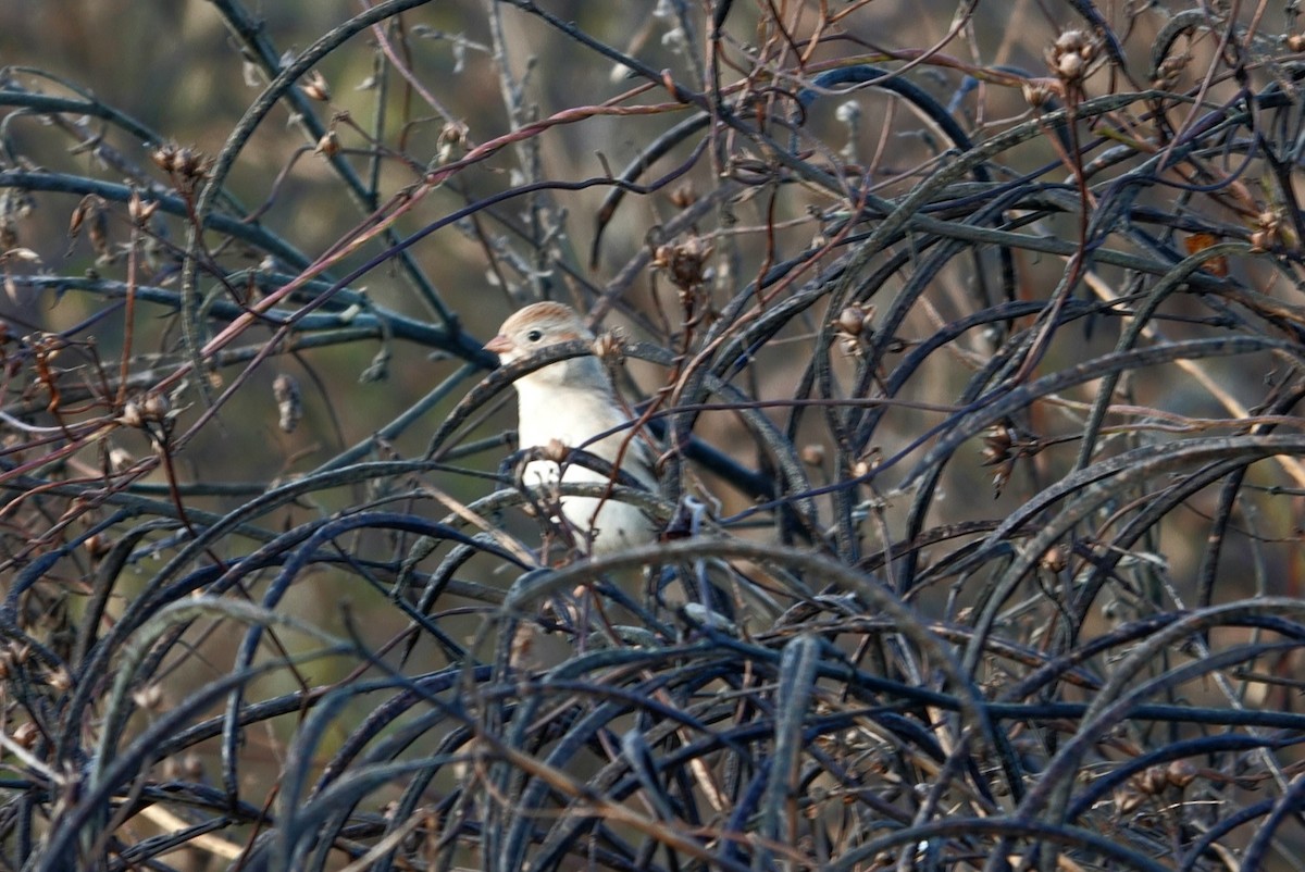 Field Sparrow - ML611626645