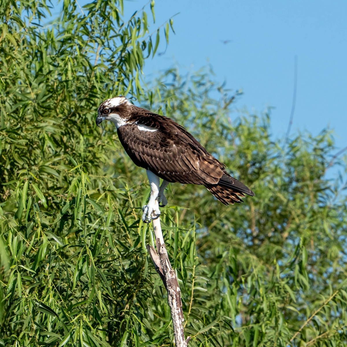 Águila Pescadora - ML611626719