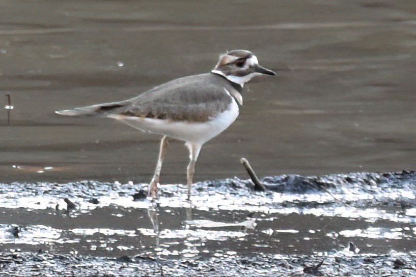 Killdeer - Derek Hudgins