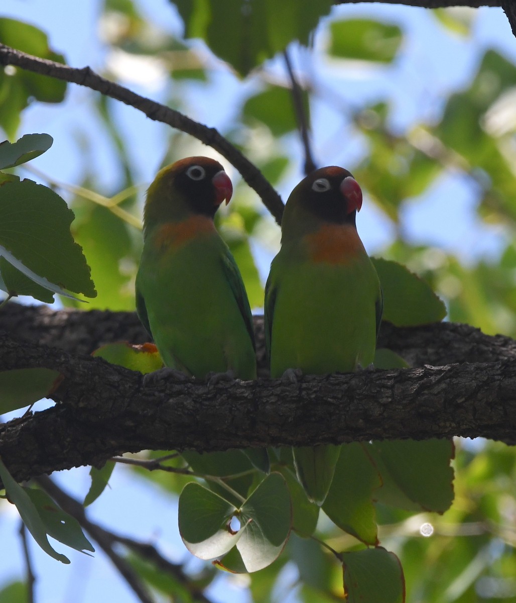 Black-cheeked Lovebird - Gabriel Jamie