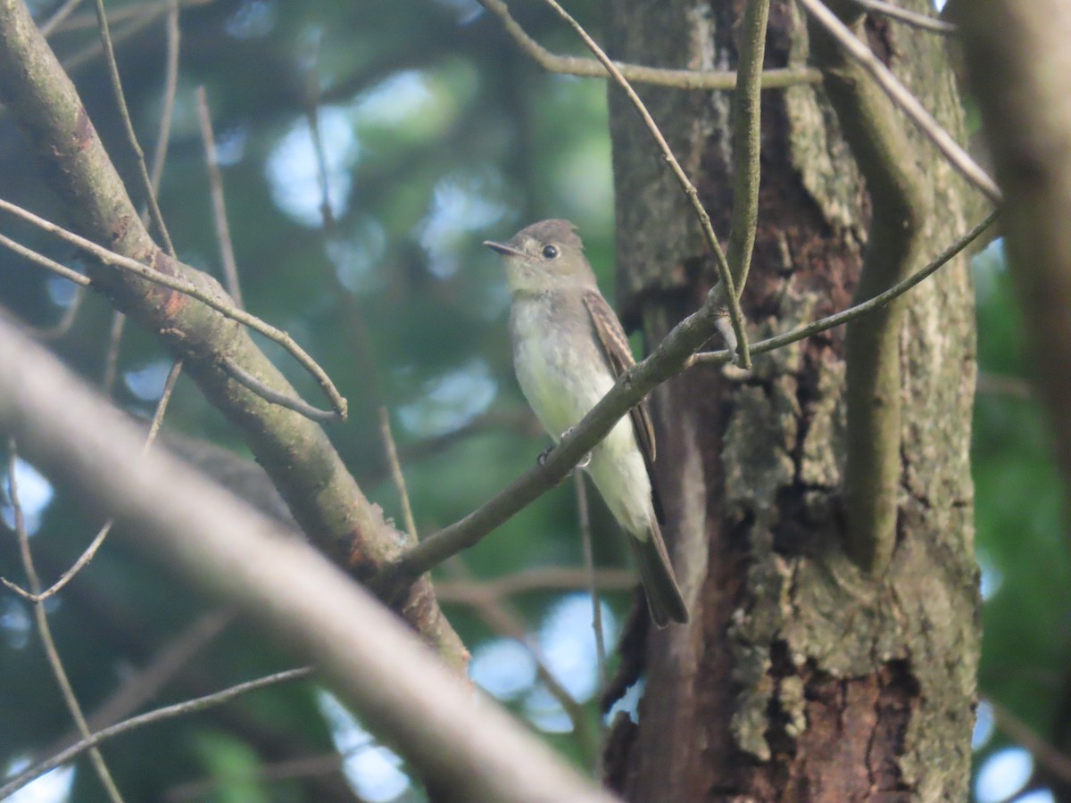 Eastern Wood-Pewee - ML611626833