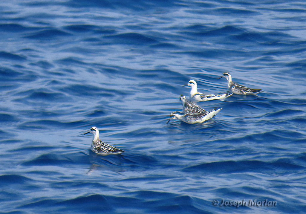 Red-necked Phalarope - Joseph Morlan