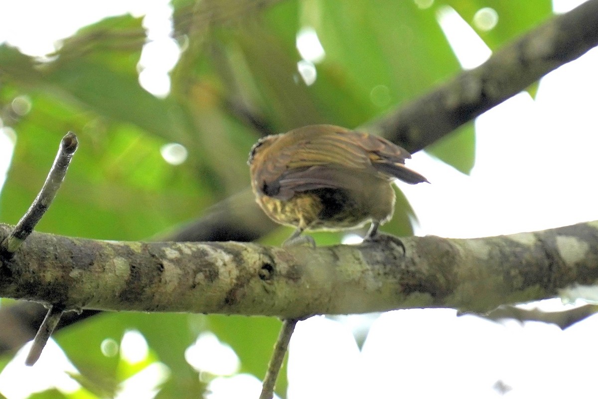 Olivaceous Piculet - ML611626939