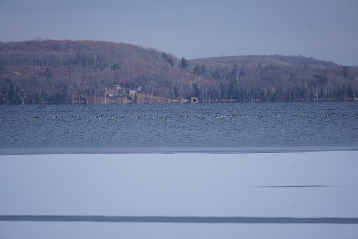 laksand - ML611627018