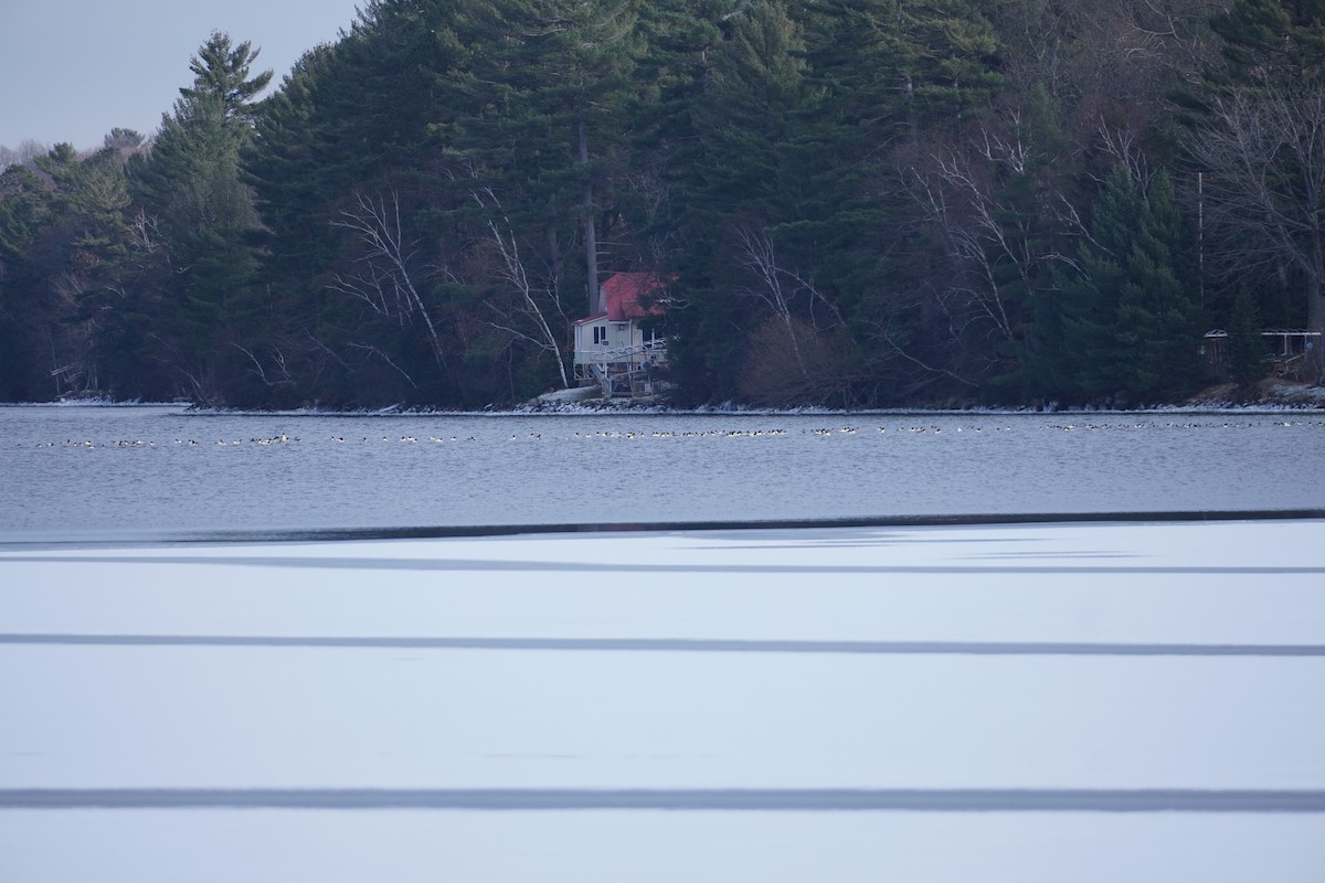 laksand - ML611627019