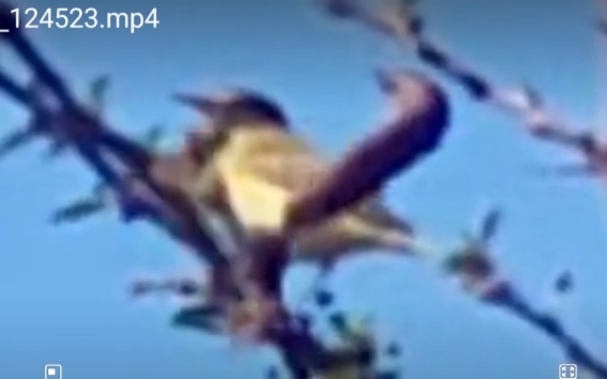 Melodious Warbler - ML611627085