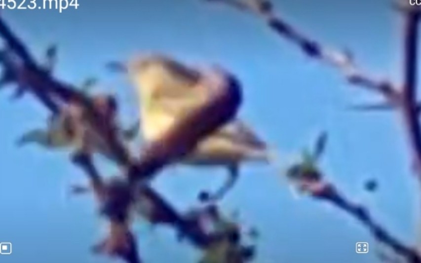 Melodious Warbler - ML611627087