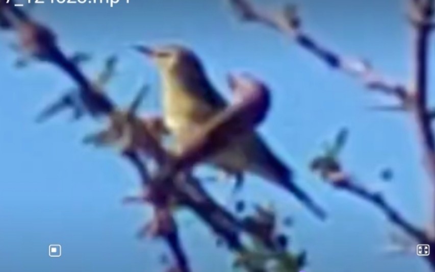 Melodious Warbler - ML611627088