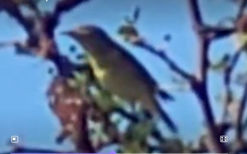 Melodious Warbler - ML611627089