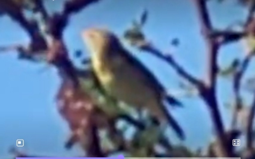 Melodious Warbler - ML611627090