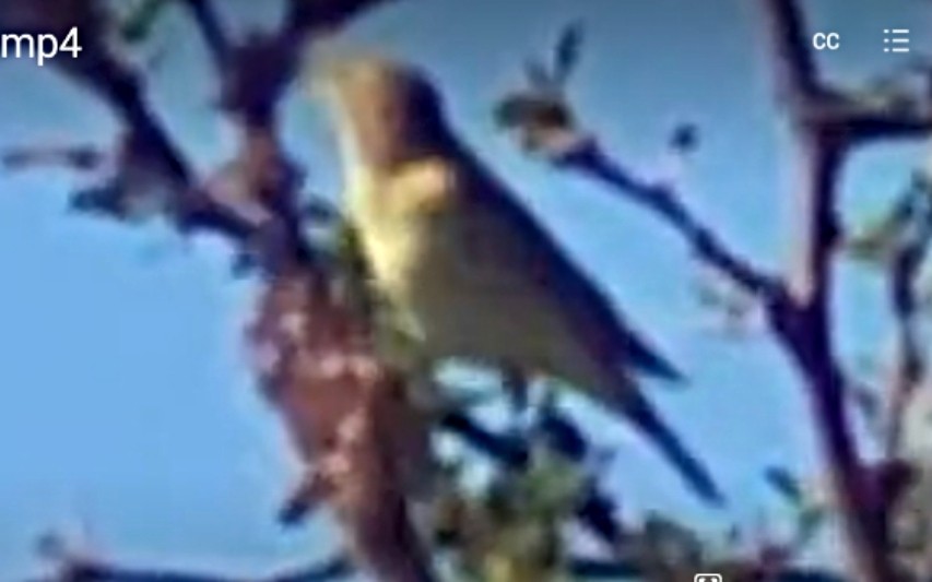 Melodious Warbler - ML611627091