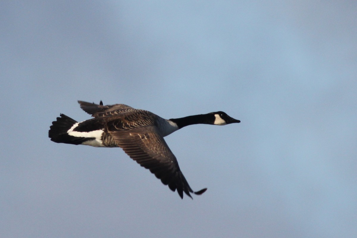 Canada Goose - Chris Scott